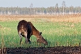 058_Biebrza - kwiecien 2012